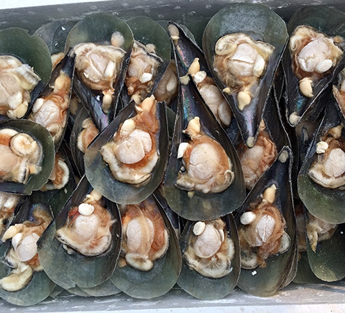 寬甸江瑤貝